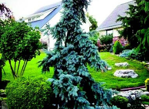 Bloomfield Nursery’s Spring Overstock Sale