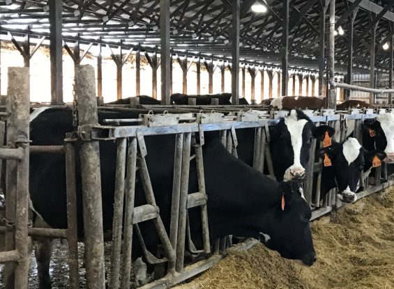 Absolute Public Holstein Auction-1161 Geiger Rd, Friedens, PA 15541