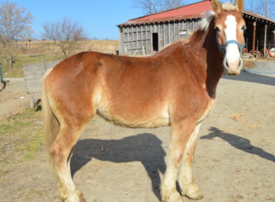 12917 Rt. 333, Port Royal, PA 17082