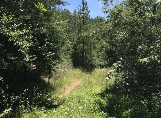 Fulton County Land Auction- 00 Martin Rd, Needmore, PA 17238