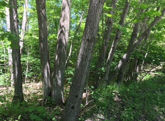 Public Land Auction CANCELLED- 00 Indian Lake Trail, White Haven, PA