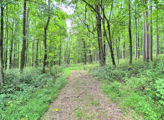 Public Real Estate Auction – 00 Kennedy Valley Rd