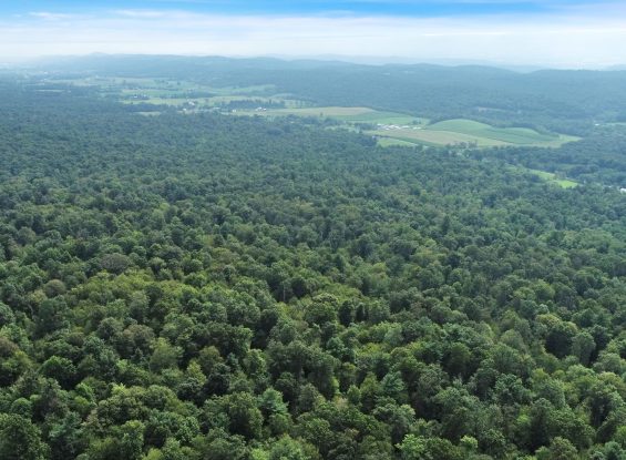 Public Real Estate Auction 130+/- Ac Land Perry Co