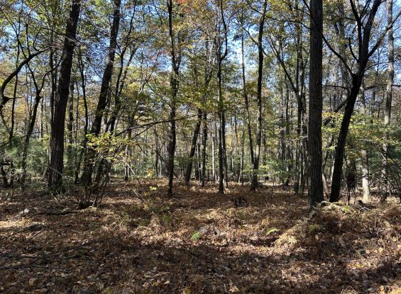 Public Real Estate Auction 53+/- Ac Woodland Mifflin Co.