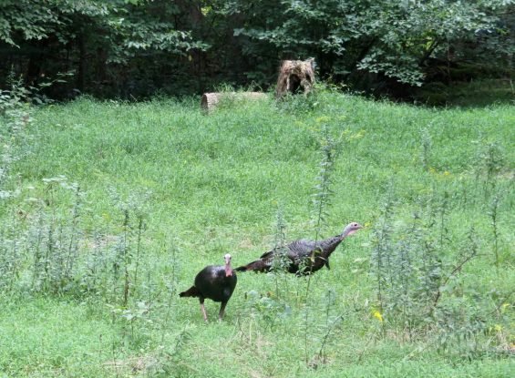 Public Real Estate Auction 20 Acres Woodland Juniata County