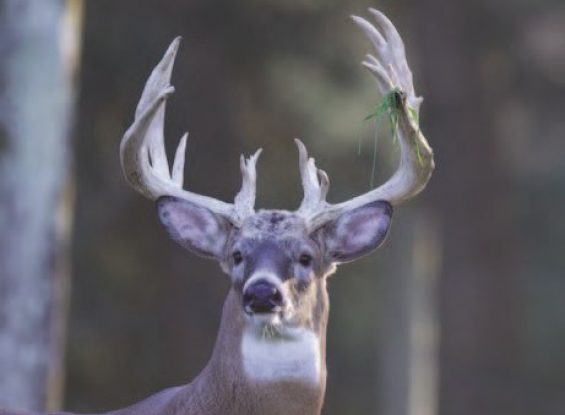 PA Eastern Winter Classic Breeder & Benefit Auction