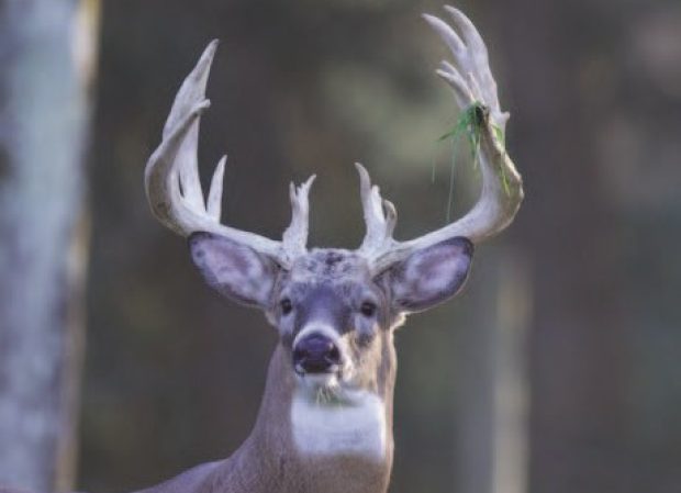 PA Eastern Winter Classic Breeder & Benefit Auction